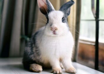 Comment savoir si le lapin est heureux ?