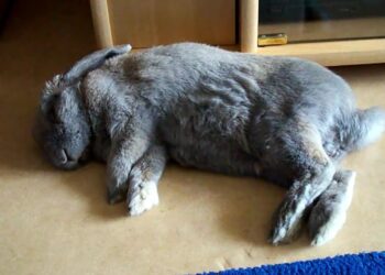 Comment savoir si le lapin est heureux ?