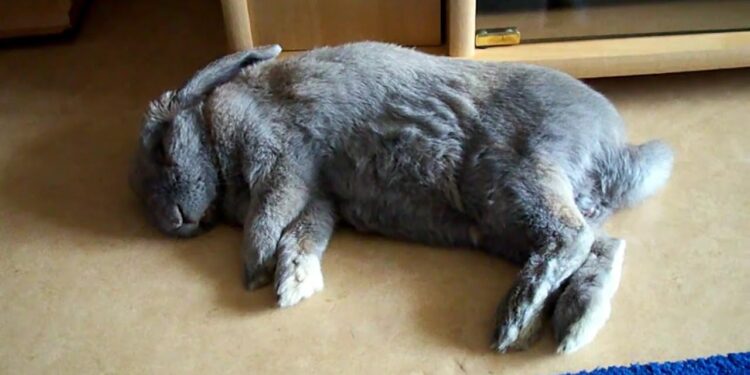 Comment savoir si le lapin est heureux ?