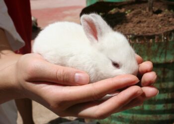 Comment savoir si le lapin est heureux ?