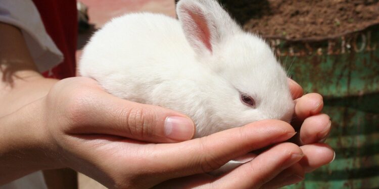 Comment savoir si le lapin est heureux ?