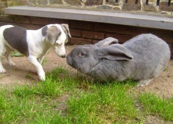 Comment savoir si le lapin est heureux ?