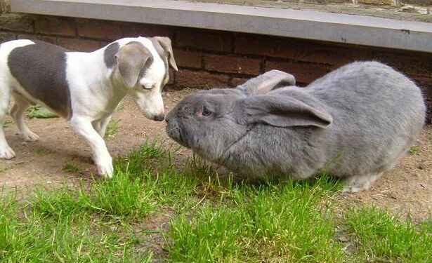 Comment savoir si le lapin est heureux ?