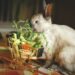 Comment savoir si le lapin est heureux ?