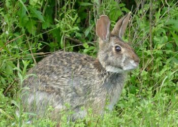 Comment savoir si le lapin est heureux ?