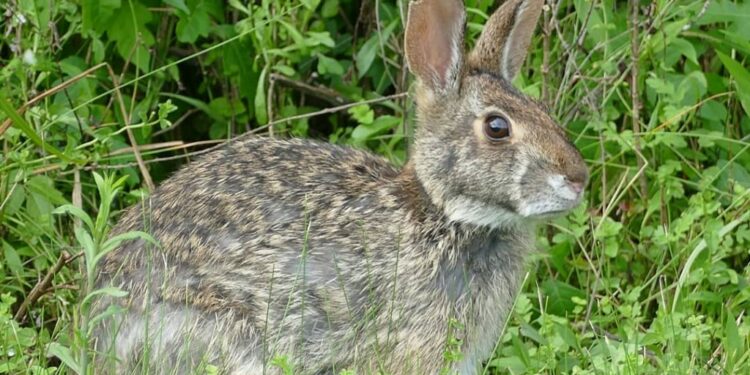 Comment savoir si le lapin est heureux ?