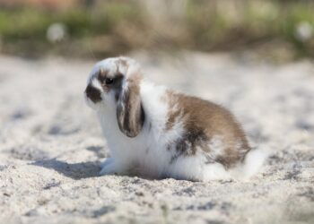 Comment savoir si le lapin est heureux ?