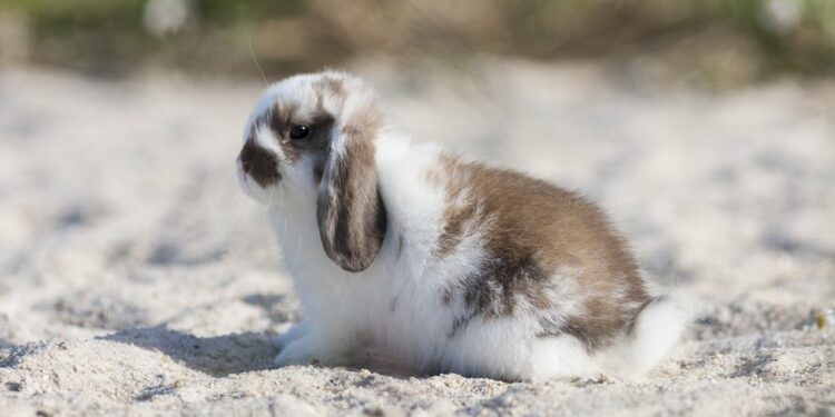 Comment savoir si le lapin est heureux ?