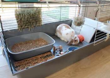 Comment savoir si le lapin est heureux ?