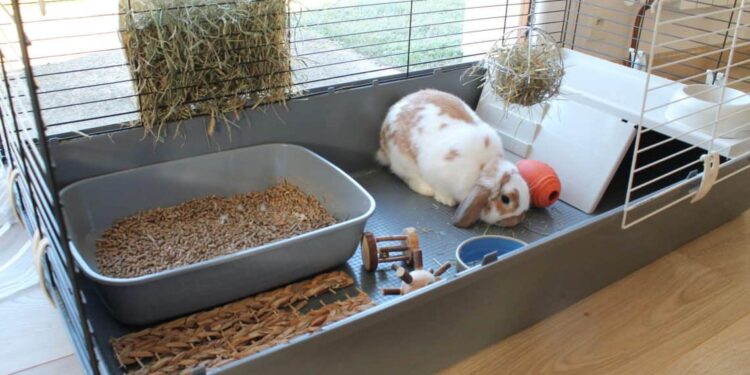 Comment savoir si le lapin est heureux ?