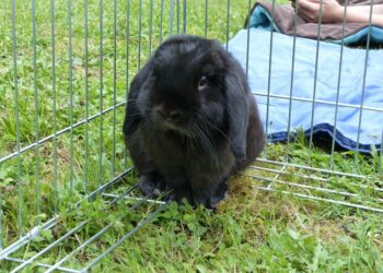 Comment savoir si le lapin est heureux ?