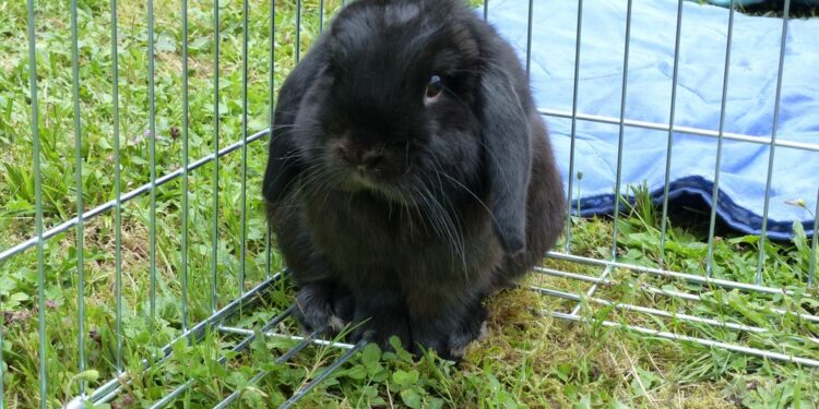 Comment savoir si le lapin est heureux ?