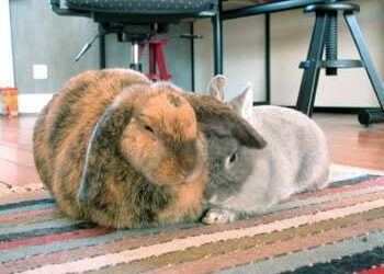 Comment savoir si le lapin est heureux ?