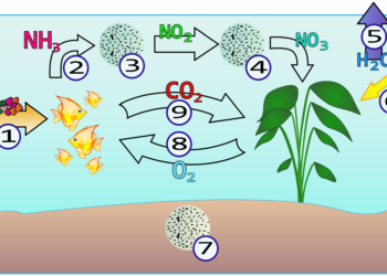 Comment savoir si le pic de nitrite a eu lieu ?