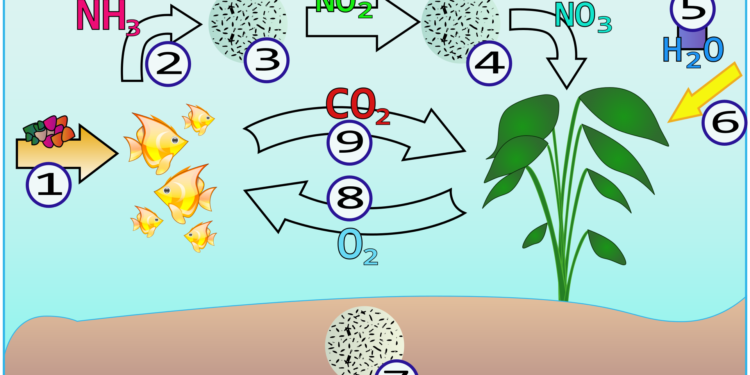 Comment savoir si le pic de nitrite a eu lieu ?