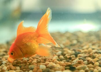 Comment savoir si le poisson rouge a faim ?