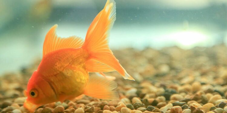 Comment savoir si le poisson rouge a faim ?