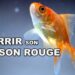 Comment savoir si le poisson rouge a faim ?