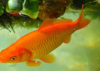 Comment savoir si le poisson rouge a faim ?