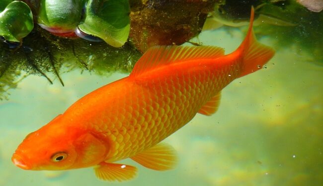 Comment savoir si le poisson rouge a faim ?