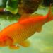 Comment savoir si le poisson rouge a faim ?