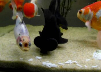 Comment savoir si le poisson rouge a faim ?