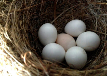 Comment savoir si le poussin dans l'œuf est vivant ?