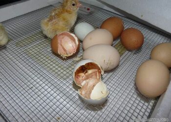 Comment savoir si le poussin est vivant dans sa coquille ?