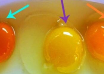 Comment savoir si le poussin est vivant dans sa coquille ?