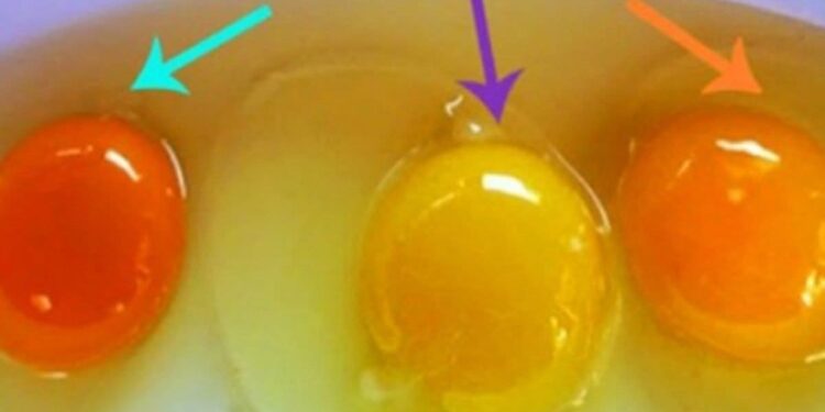 Comment savoir si le poussin est vivant dans sa coquille ?