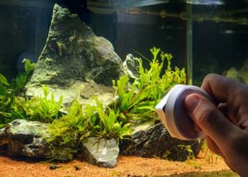 Comment savoir si l'eau de l'aquarium est bon ?