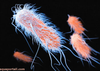 Comment savoir si l'eau de l'aquarium est bon ?