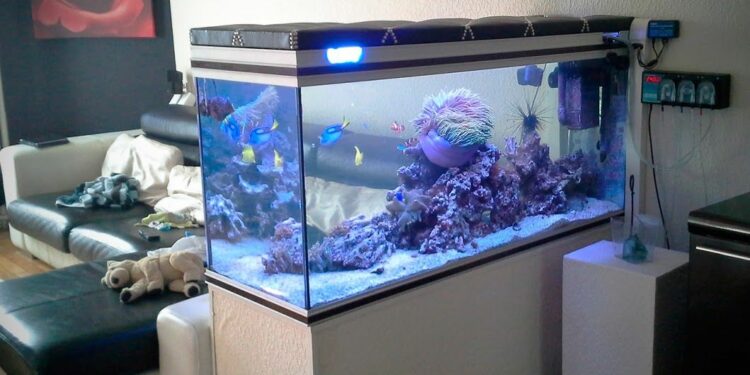 Comment savoir si l'eau de l'aquarium est bon ?