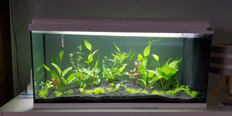 Comment savoir si l'eau de l'aquarium est bon ?