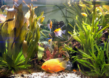 Comment savoir si l'eau de l'aquarium est bon ?