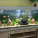 Comment savoir si l'eau de l'aquarium est bon ?