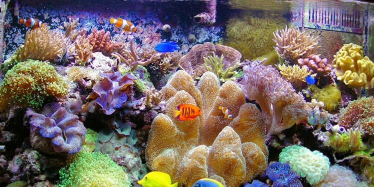 Comment savoir si l'eau de l'aquarium est bon ?