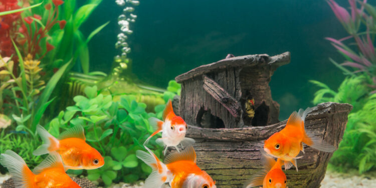 Comment savoir si l'eau de l'aquarium est bon ?