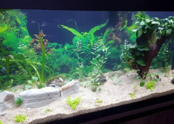 Comment savoir si l'eau de l'aquarium est prête ?