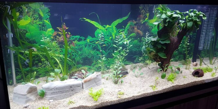 Comment savoir si l'eau de l'aquarium est prête ?