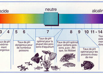 Comment savoir si l'eau est bonne pour les poissons ?
