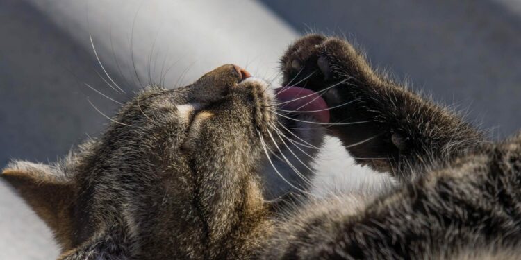 Comment savoir si les griffes du chat sont trop longues ?