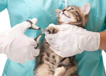 Comment savoir si les griffes du chat sont trop longues ?