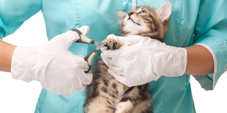 Comment savoir si les griffes du chat sont trop longues ?