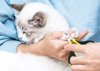 Comment savoir si les griffes du chat sont trop longues ?