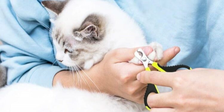 Comment savoir si les griffes du chat sont trop longues ?