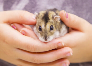 Comment savoir si les hamsters ont peur ?