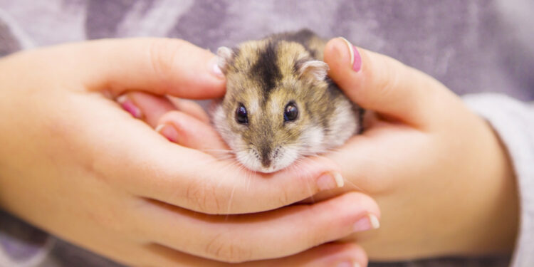 Comment savoir si les hamsters ont peur ?