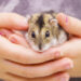 Comment savoir si les hamsters ont peur ?