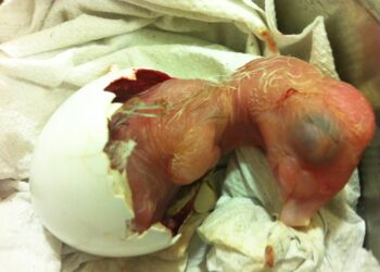 Comment savoir si les œufs vont éclore ?